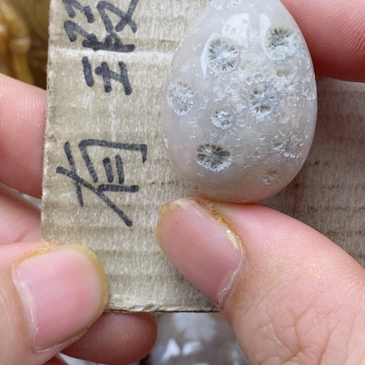 颈饰未镶嵌硅化珊瑚（珊瑚玉）飘*