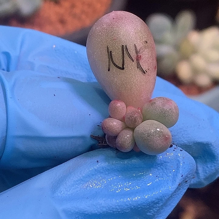 指*官米可奶酪锦多肉植物