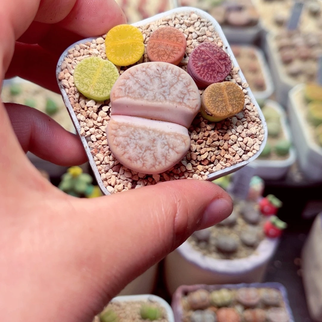 126号带盆包邮发货