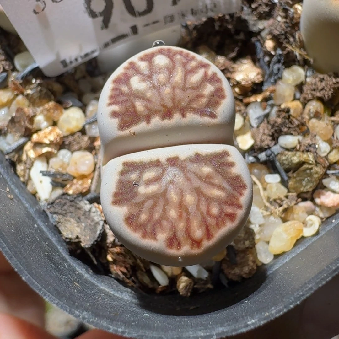 高品质生石花清清909