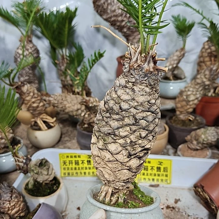 泽***手无花朵白鳞铁盆景基地价