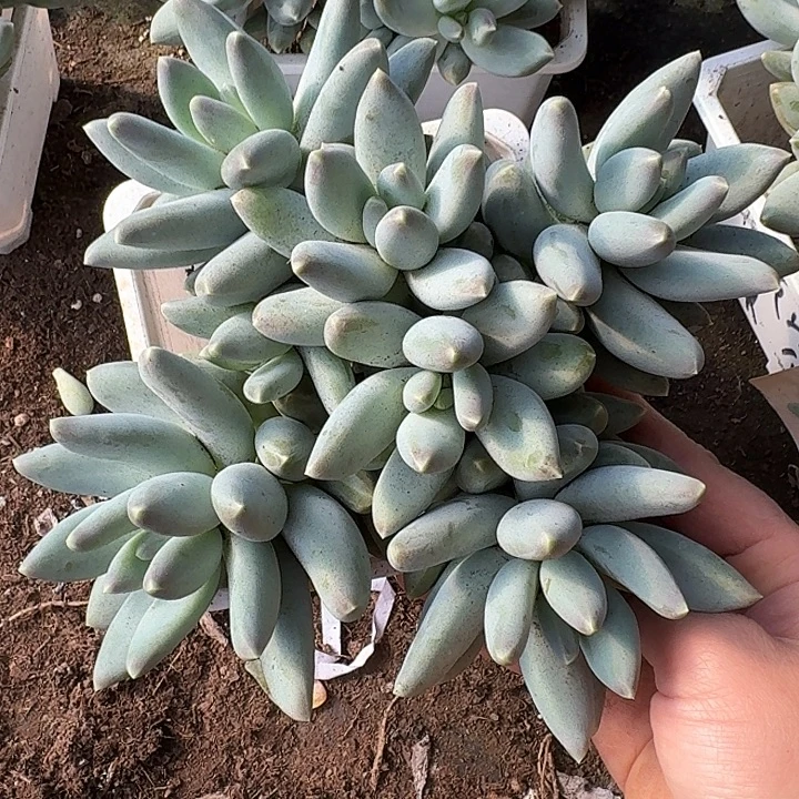 松果美人多肉植物的