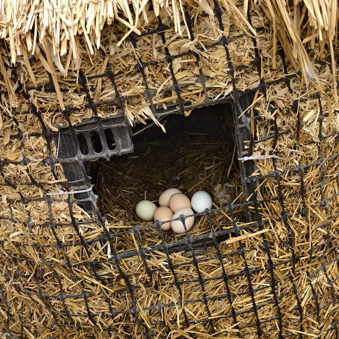 生态散养土鸡蛋新鲜美味营养丰富富硒富DHA无抗无重金属