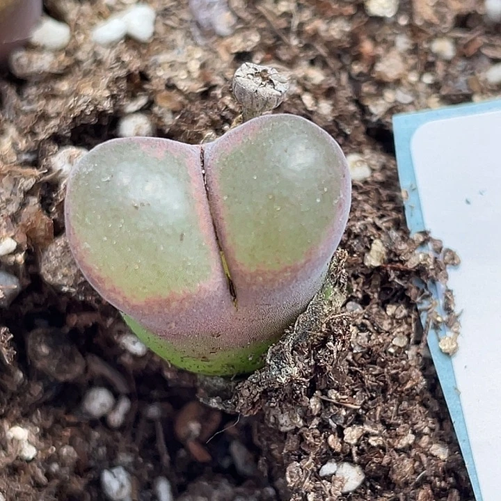 1-114风铃多肉植物