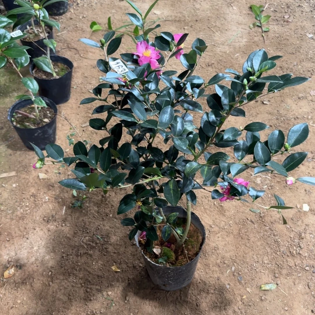 少量花朵（建议范围：2朵-5朵 或40%以下）163立寒