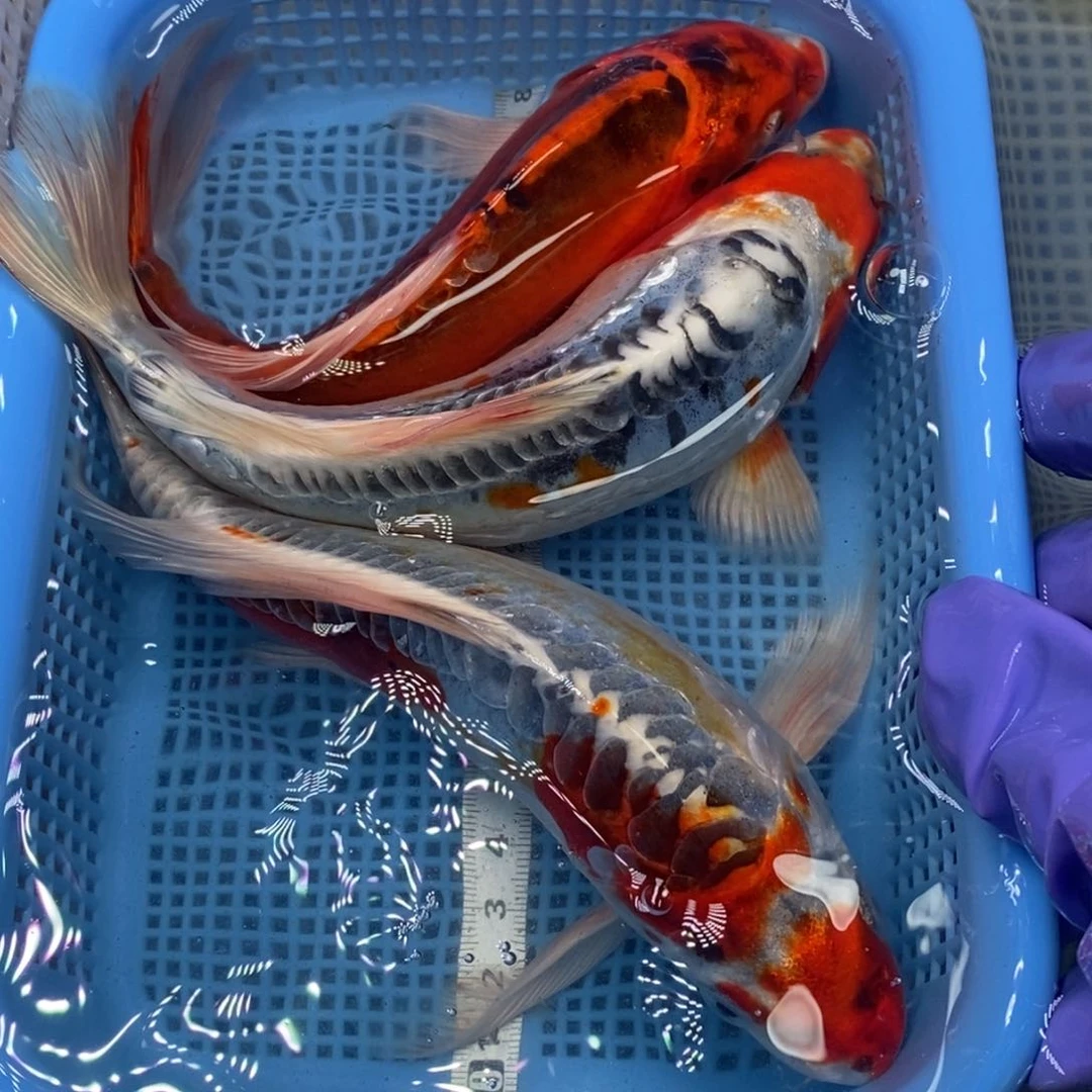 锦鲤冷水锦鲤包邮