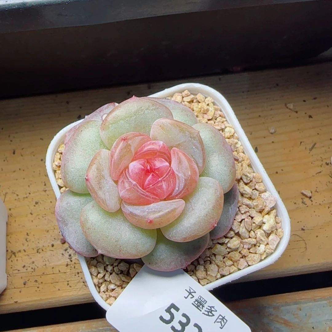 软糖5328多肉植物