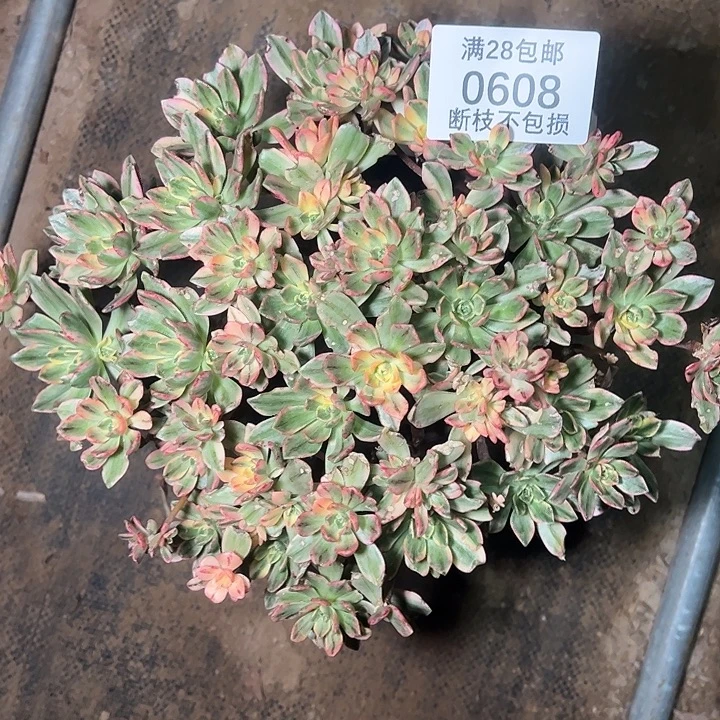 0608甜茶多肉植物