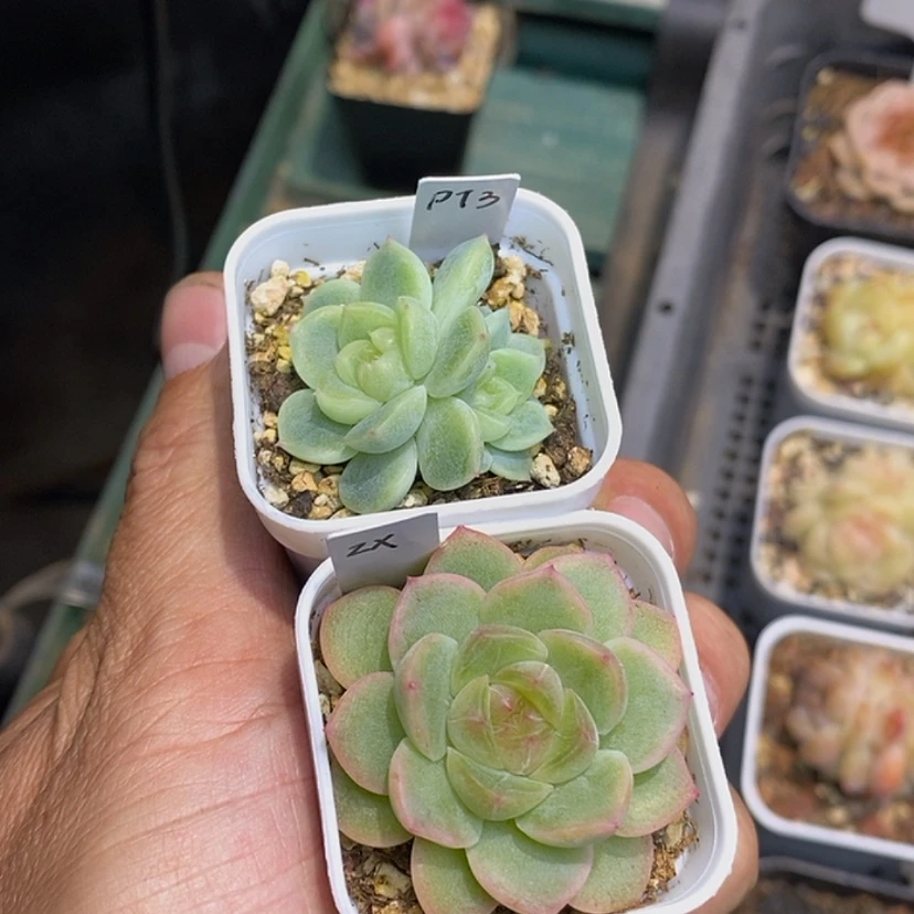 【闪购商品】我***婆泼天谪仙多肉