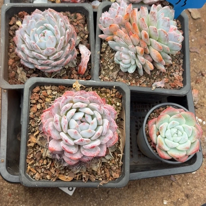 33嘀嘀咕咕的分数最高的