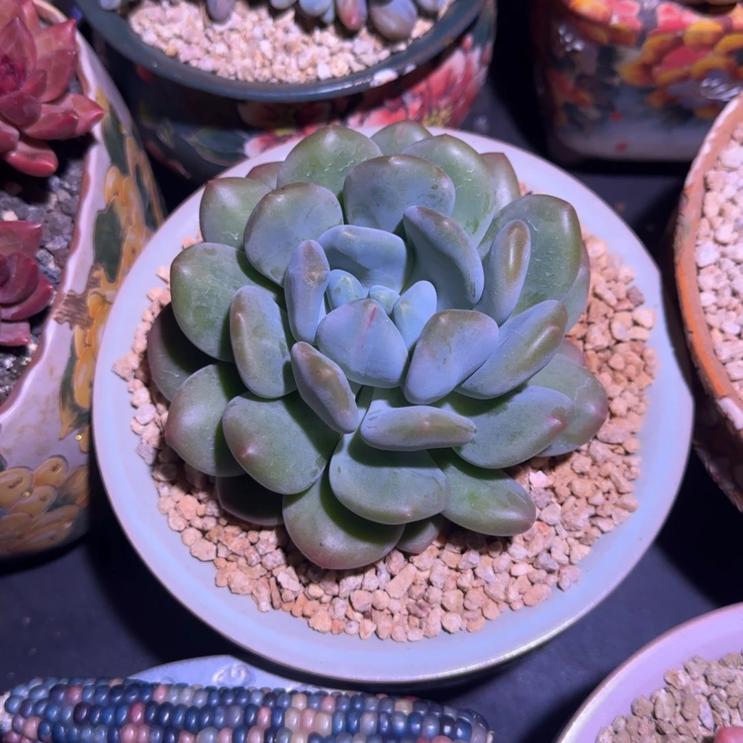 奶龙 单头  一物一拍