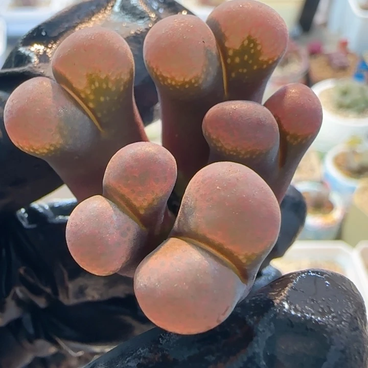 多肉植物风铃群母本48号