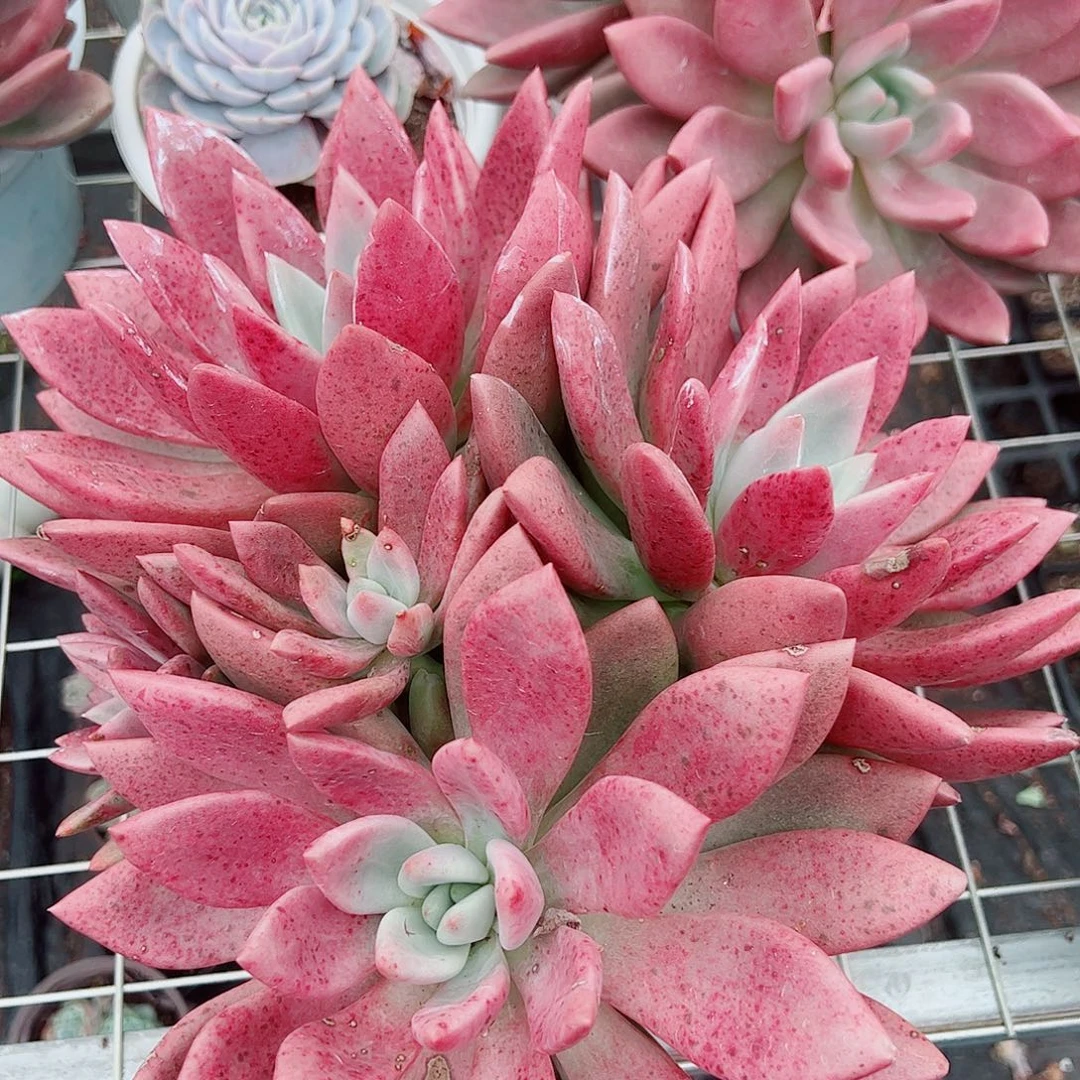 桃花源三大头起发整桩无砍
