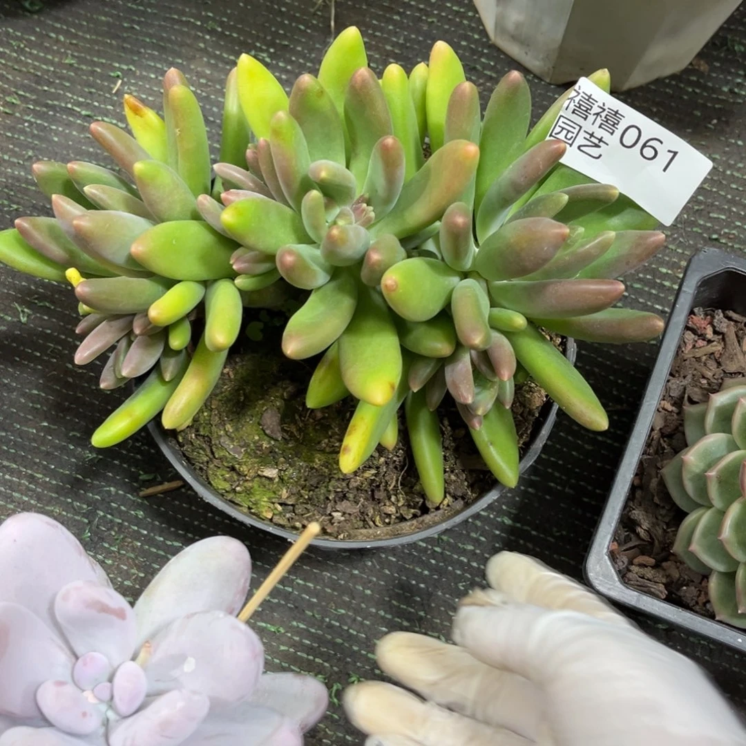 061芒果奶系列的新品