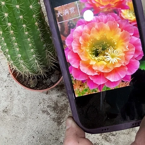 大满贯仙人球，367890