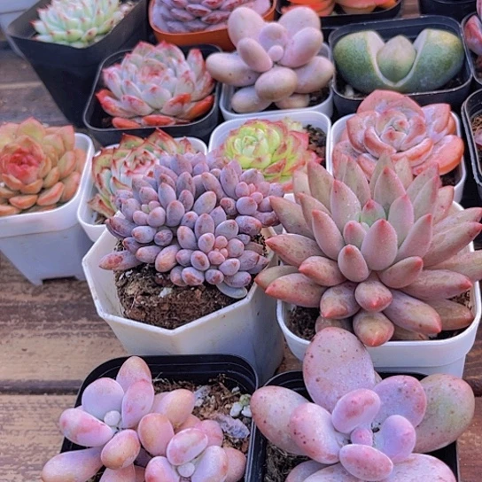 桃蛋➕桃美人➕蓝舍香水➕红蜻蜓