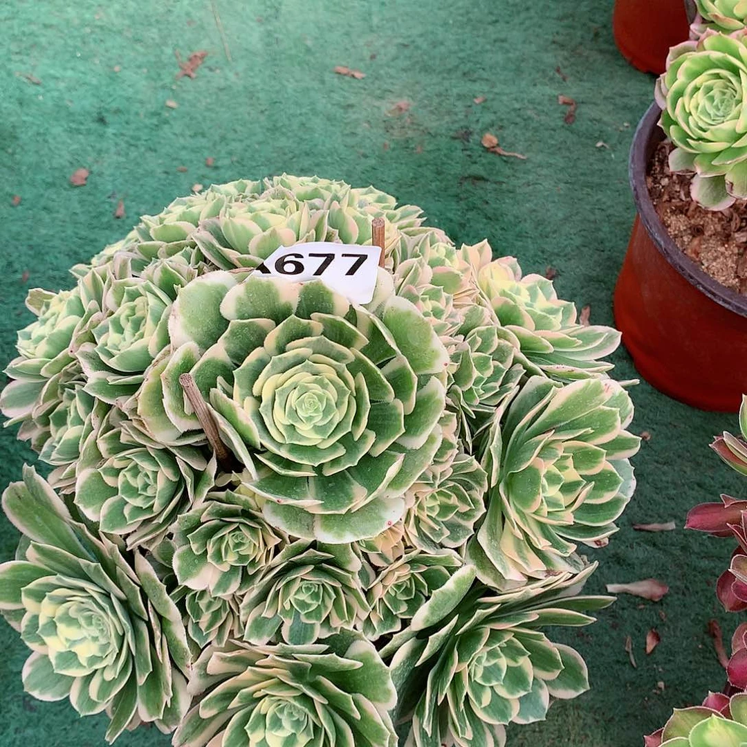 红*677.迈巴赫福利出不包损