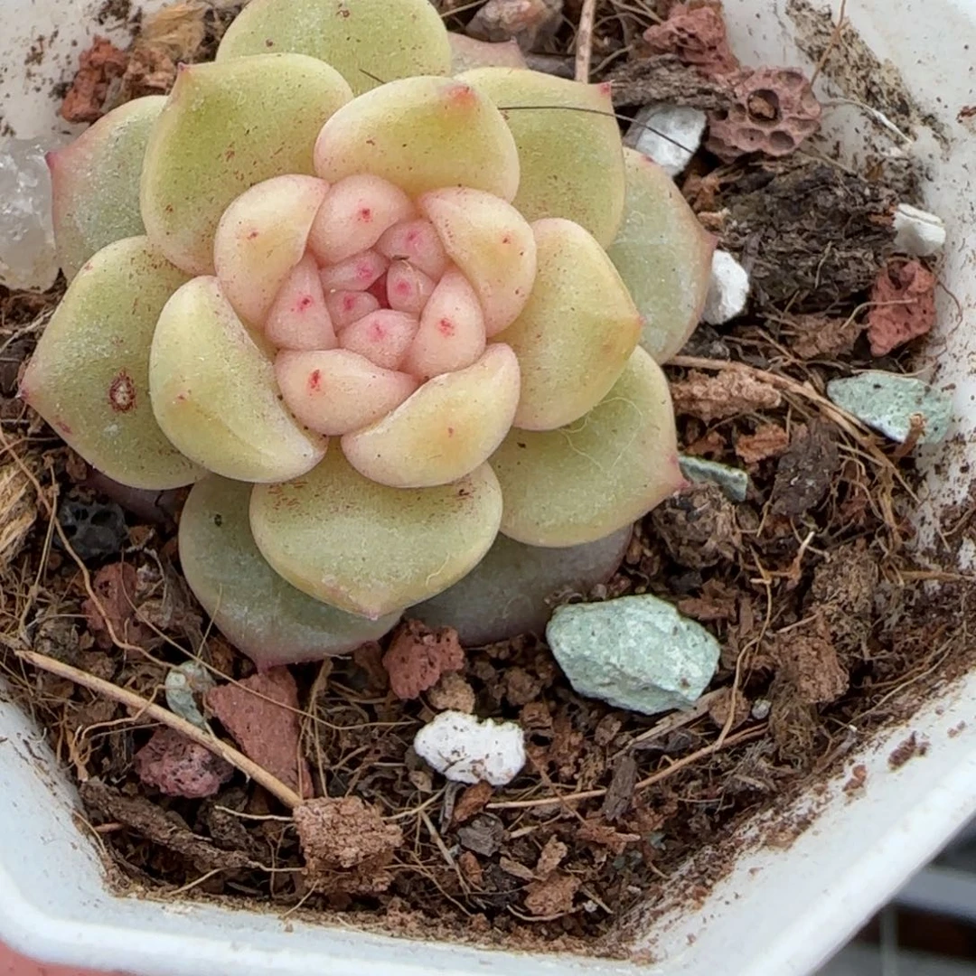 多肉小卡拉米糖心一物一拍