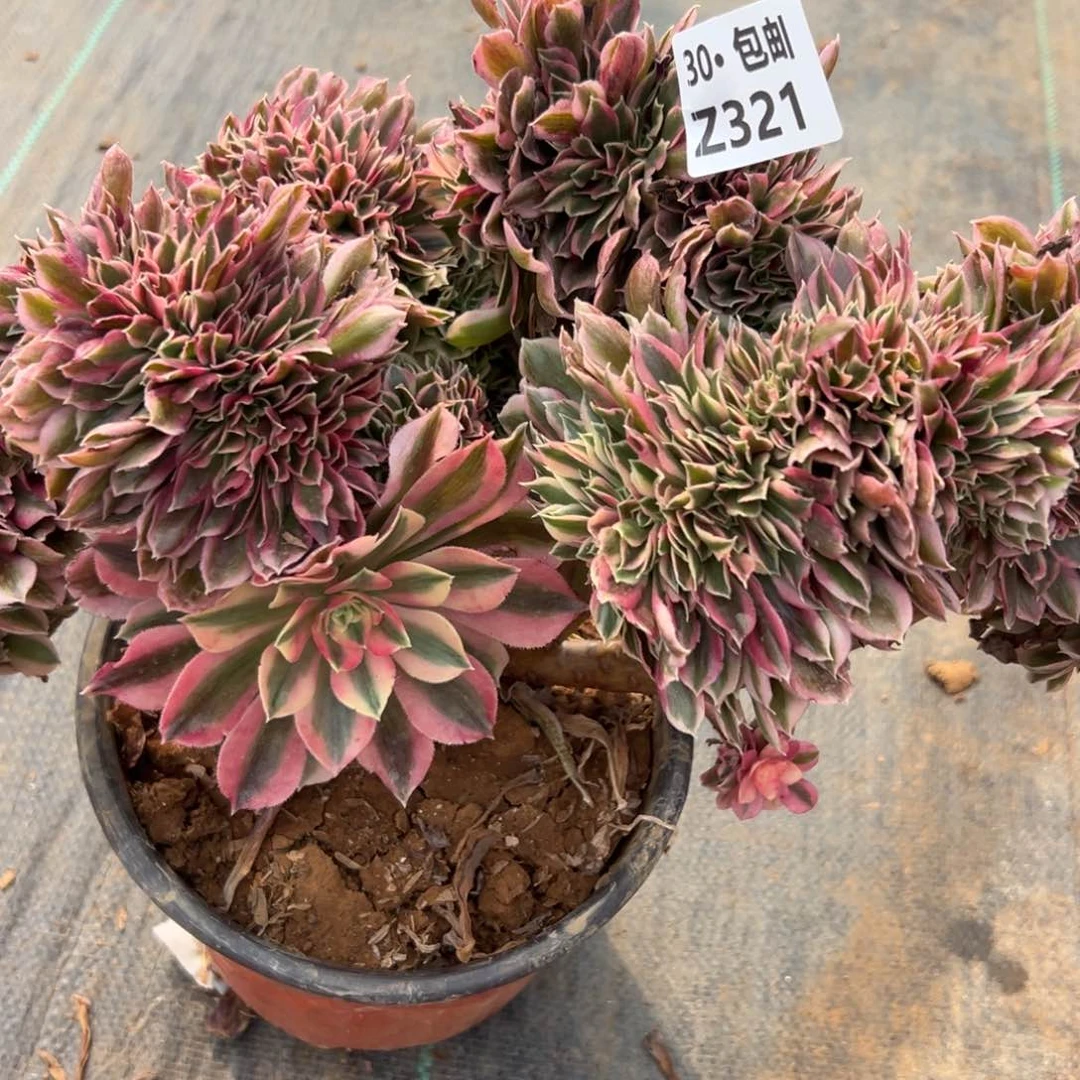 321 女巫缀多肉法师