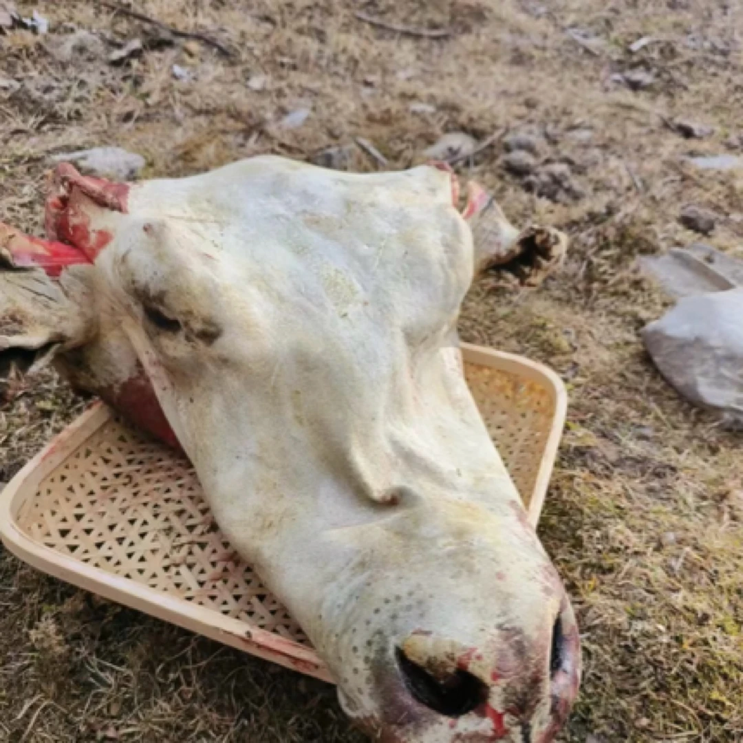 阿坝州高原散养吃草长大牦牛头皮肉