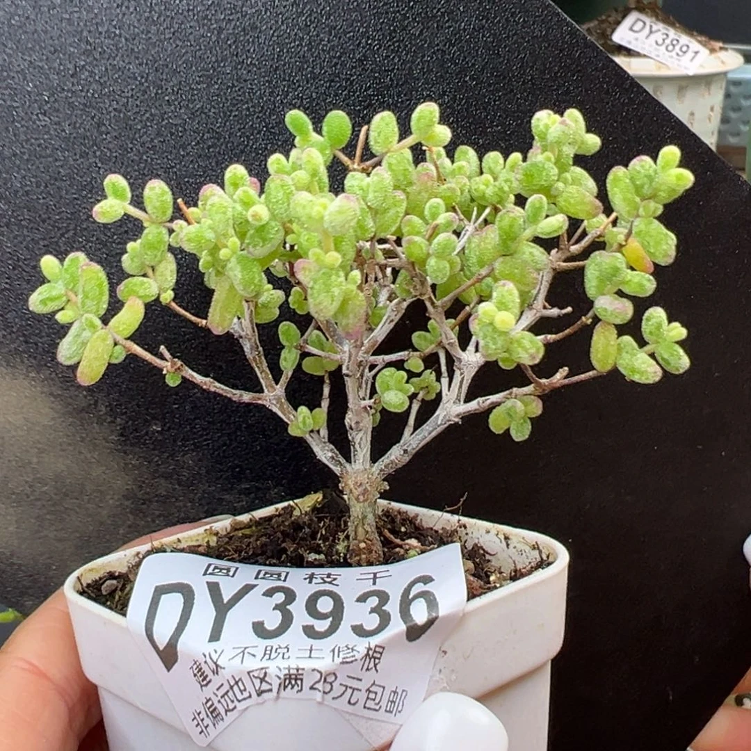 dy3936糖球白糊斑锦冠幅7cm