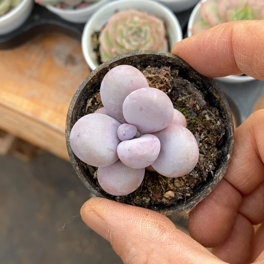 精品多肉一物一拍不包整54