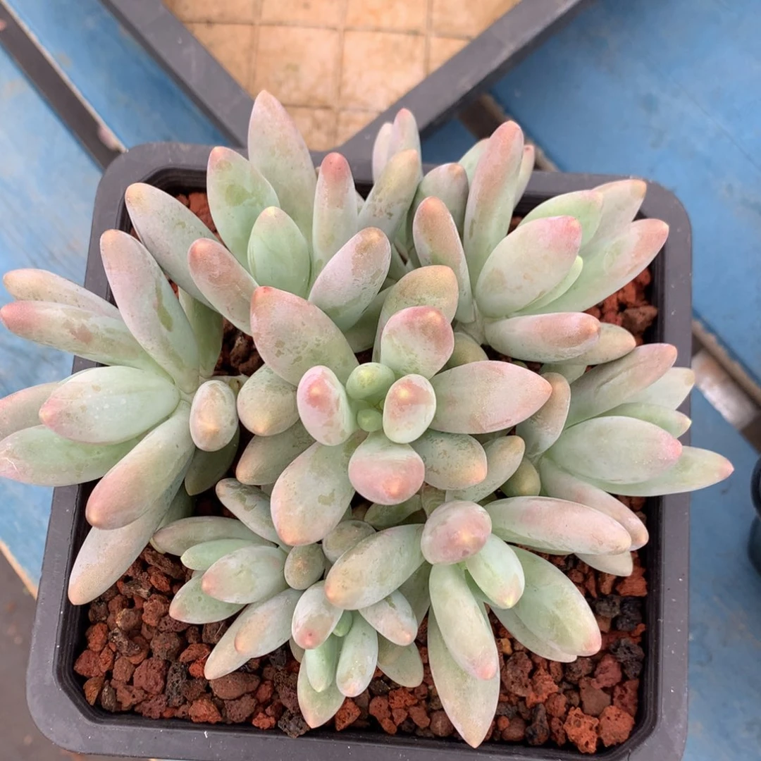 白兰地捧花一物一拍