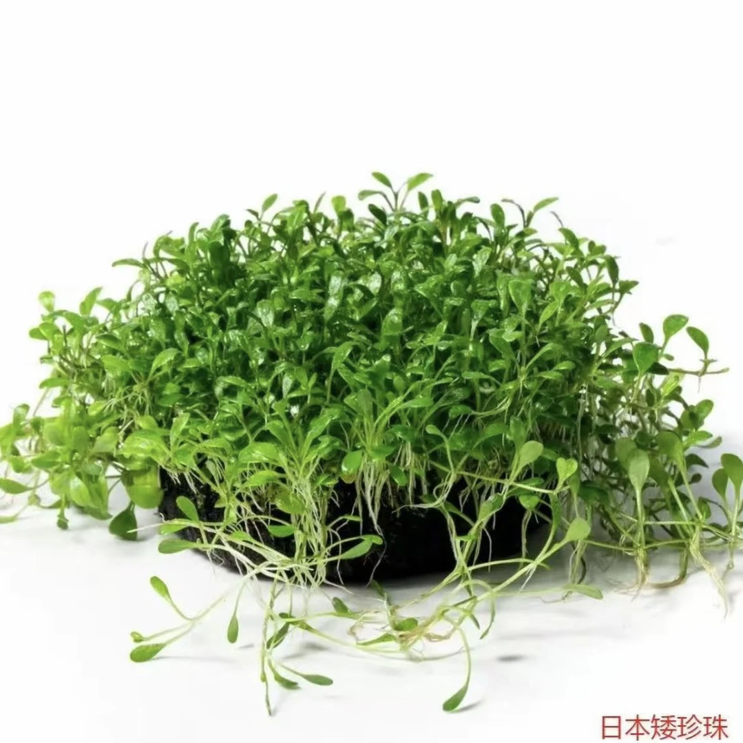 【前景矮珍珠】无需底砂的矮珍珠水草前景草坪适合鱼缸造景日本迷你