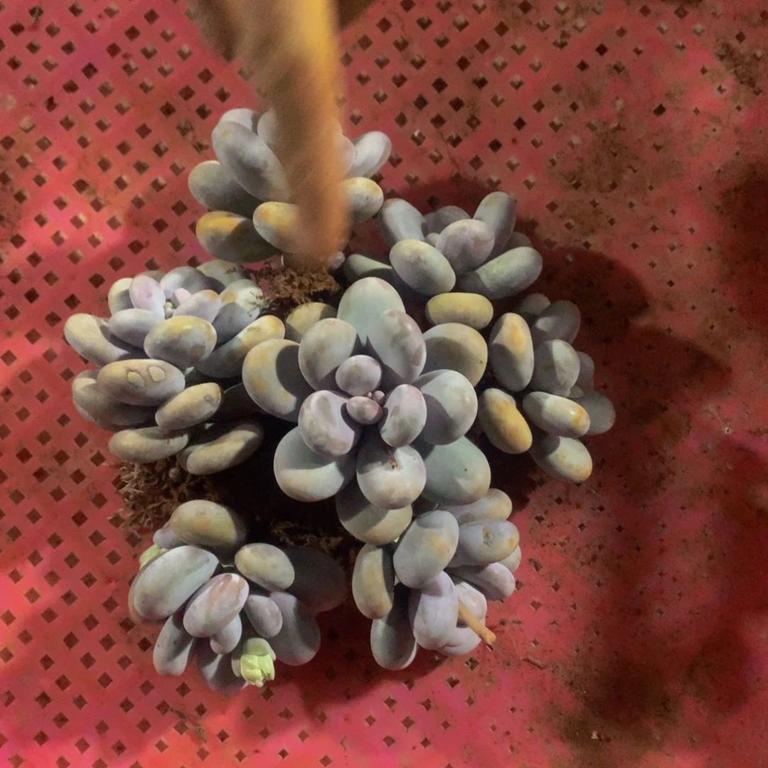 星悅多肉 631成雪球