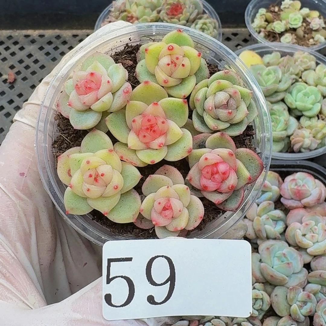 多肉植物多肉植物59