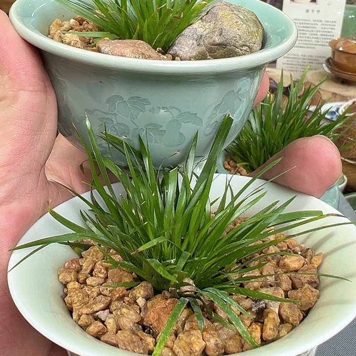 淡**长龙泉敬悦 玖玥茶器 绿植