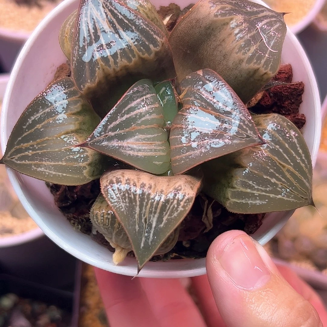 青蟹love十二卷母本