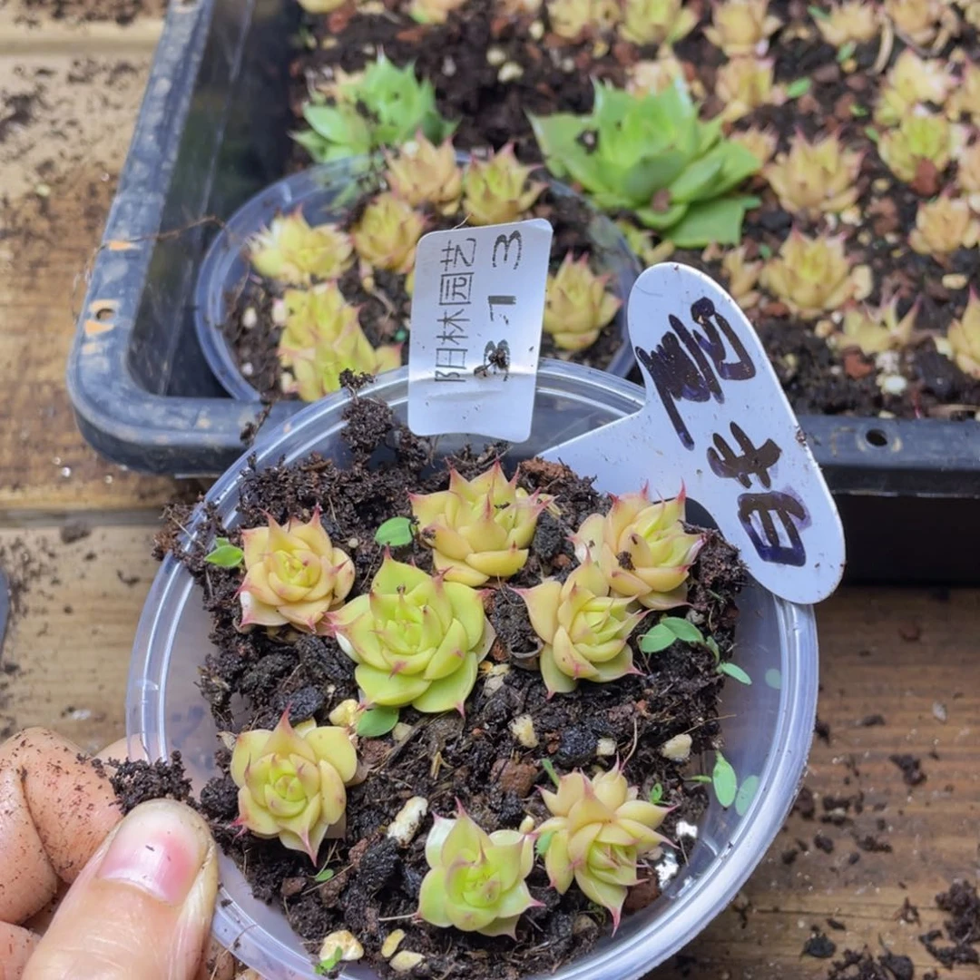 量拍多肉植物多肉植物313