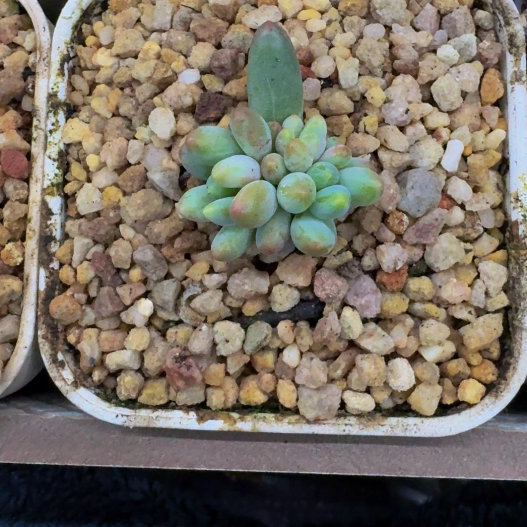 弗莱布 叶插 一物一拍