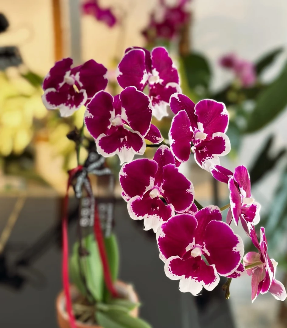 3寸【黑天鹅】蝴蝶兰-苗子发货没有花剑刚长根【凑满2颗包邮】