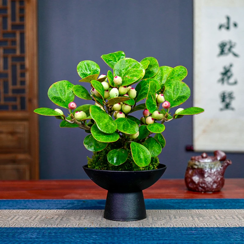 【带果小盼菩提】盆景盆栽中式意境室内客厅茶桌办公室好养绿植植物