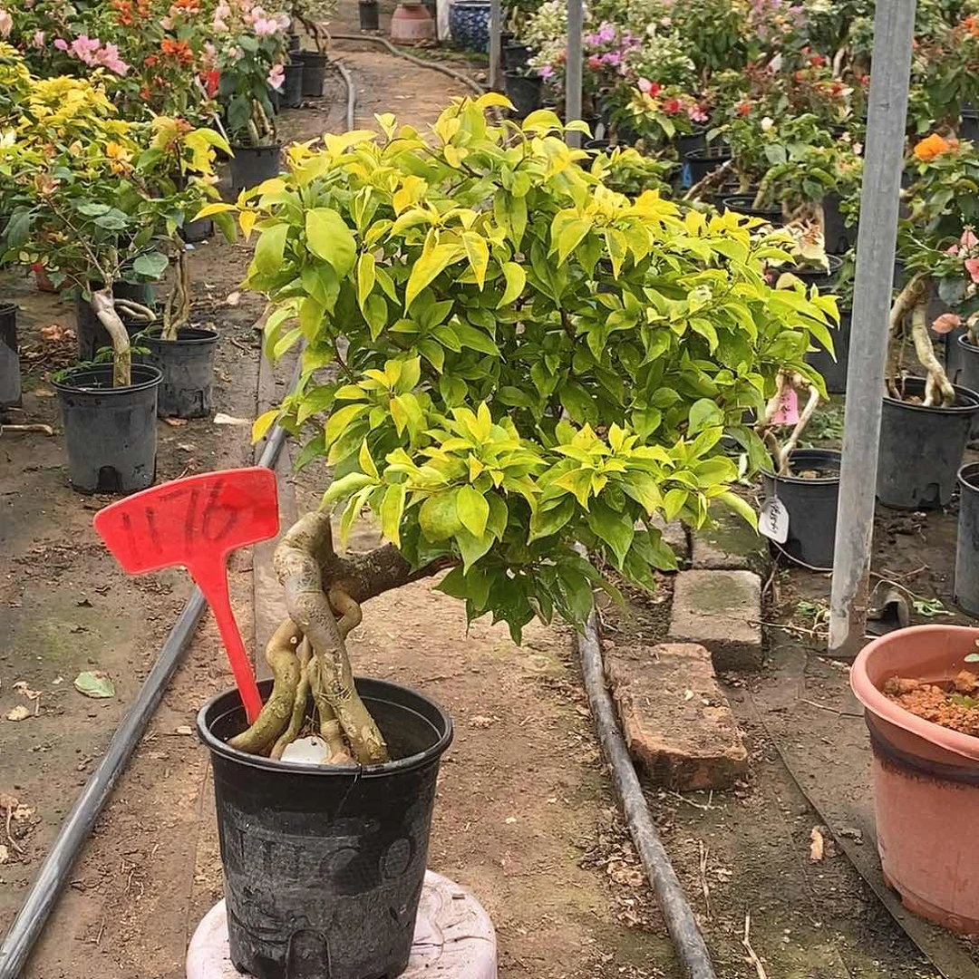 大部分开放少量花苞粉翅膀1176