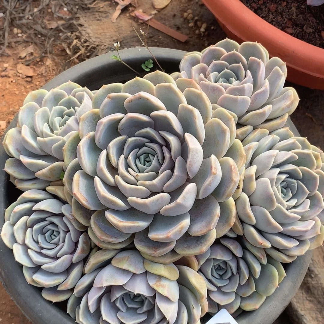 635汉堡一物一拍多肉