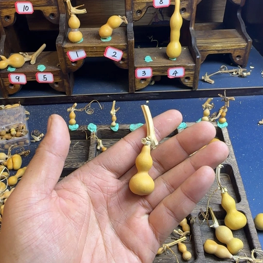 天**一我是一只小小鸟地域鬼的小姐姐的