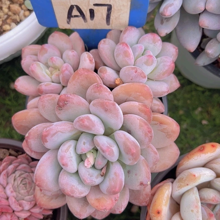 健健康康平平安安