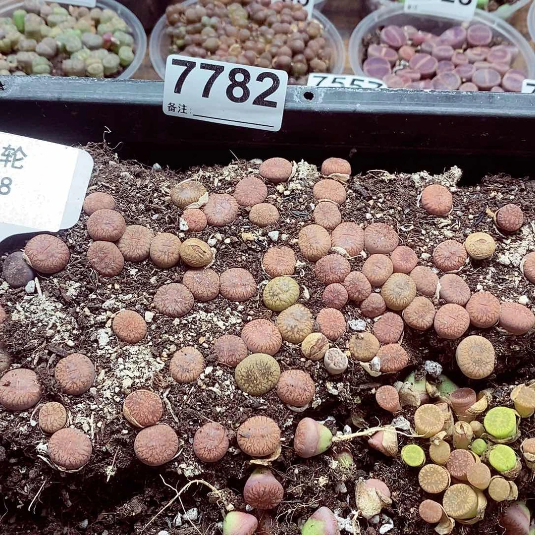 7782疲倦啦啦啦清框