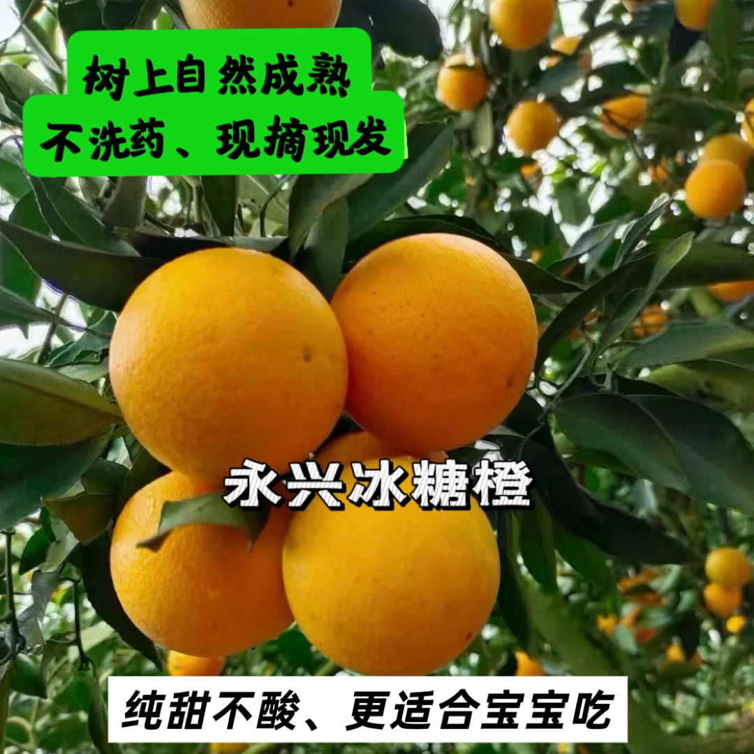 正宗永兴冰糖橙湖南郴州特产带箱果园直发新鲜香甜橙现摘孕妇水果