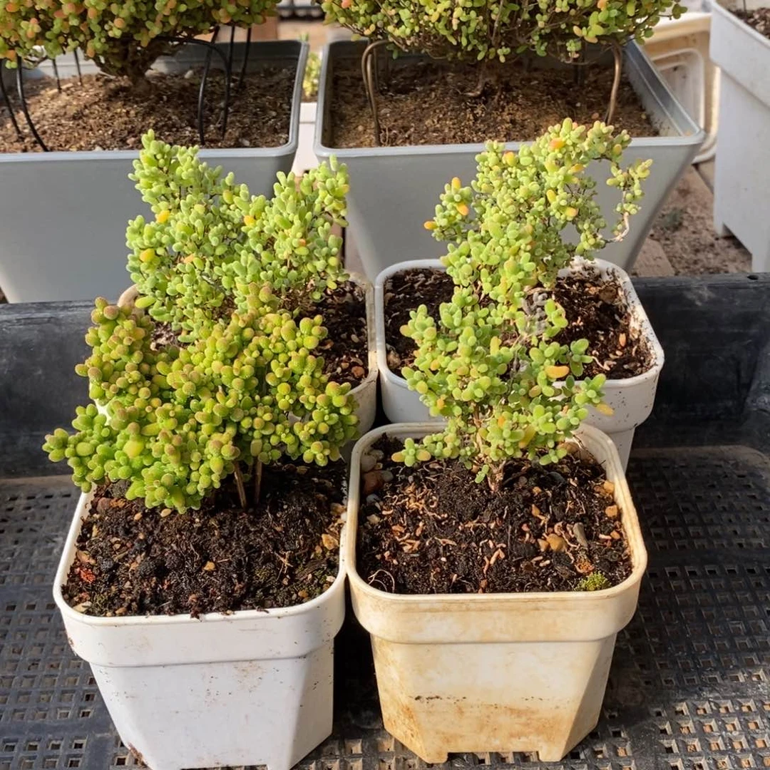 枝干番杏多肉植物158