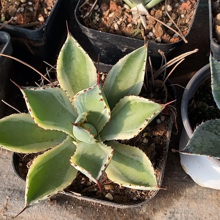 完美主义者勿拍吉祥冠锦