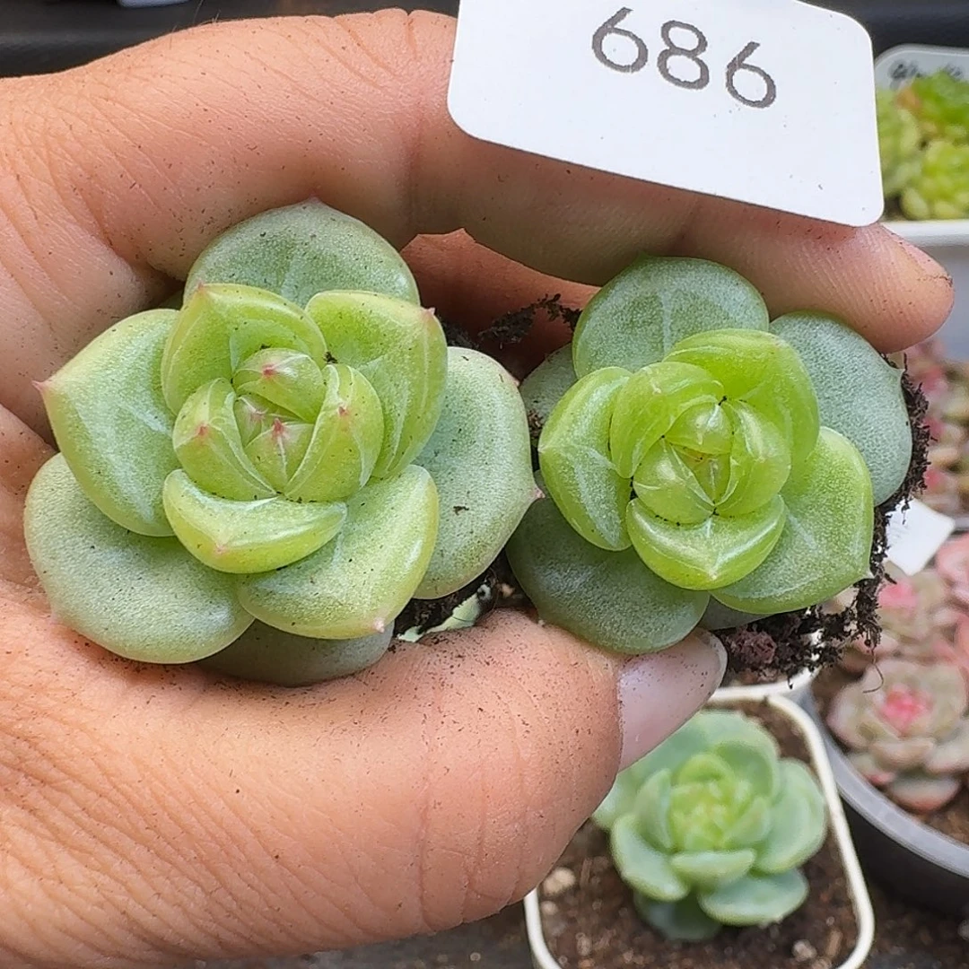 一物一拍一物一拍917-686