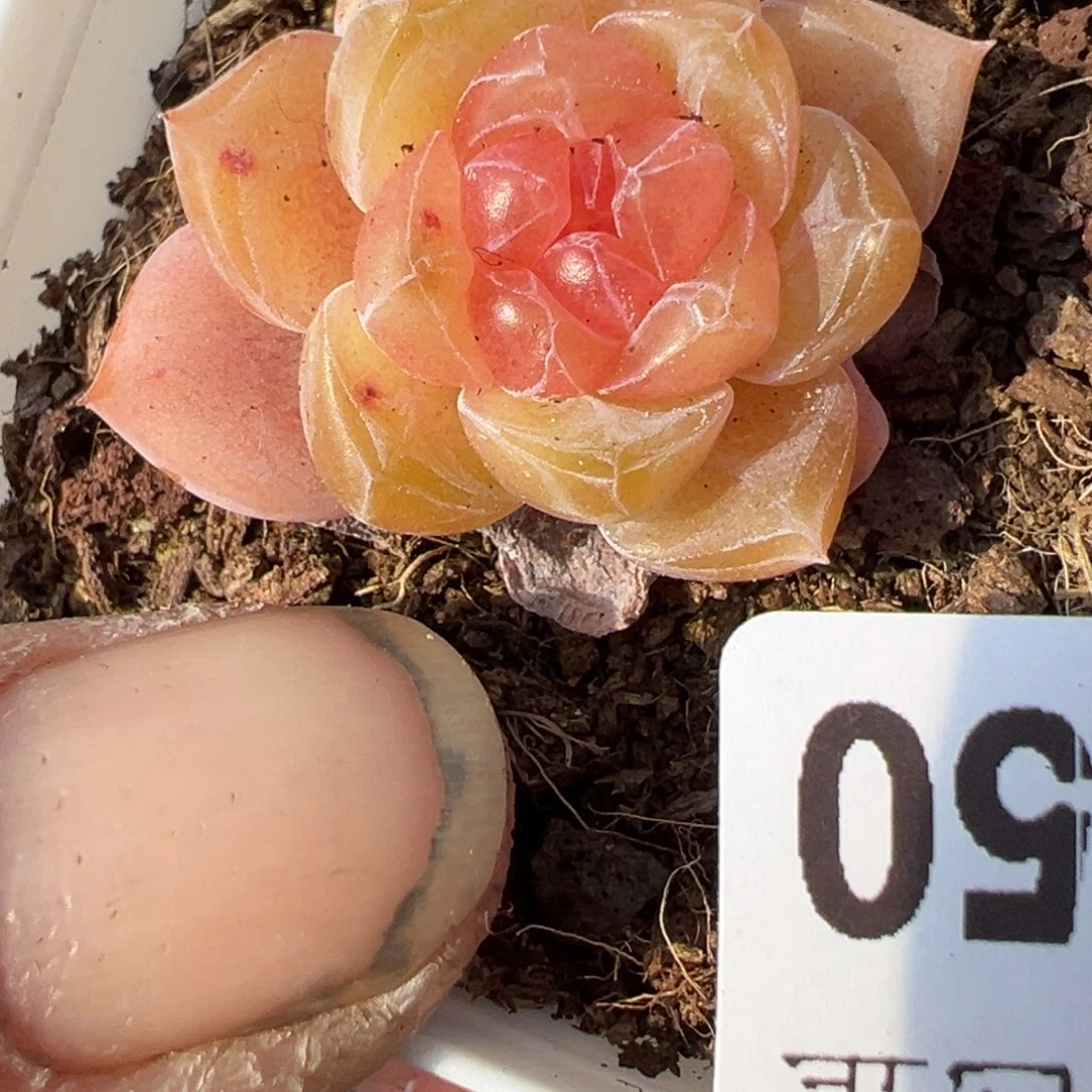 小卡拉米糖心一物一拍13-50