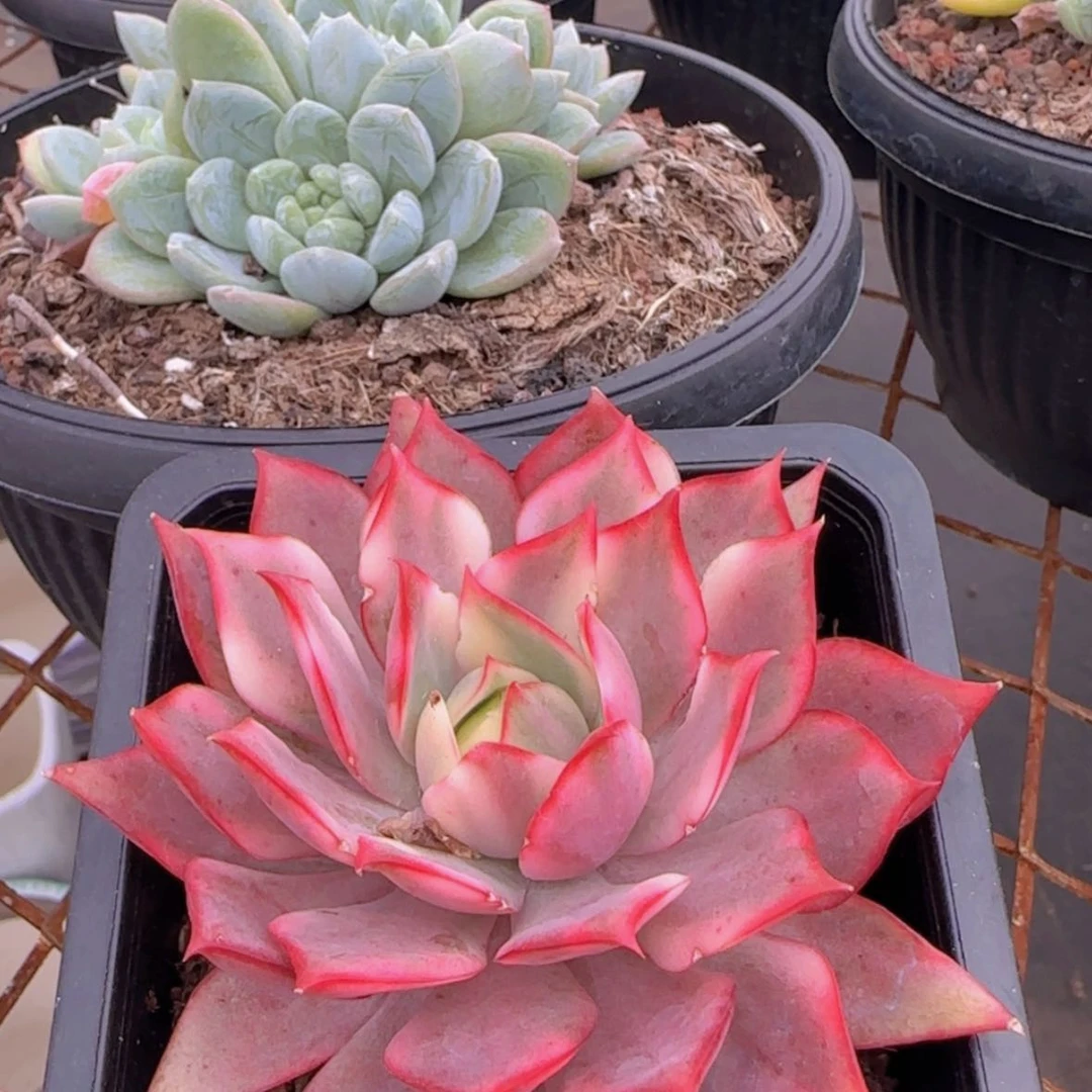 【闪购商品】火莲锦