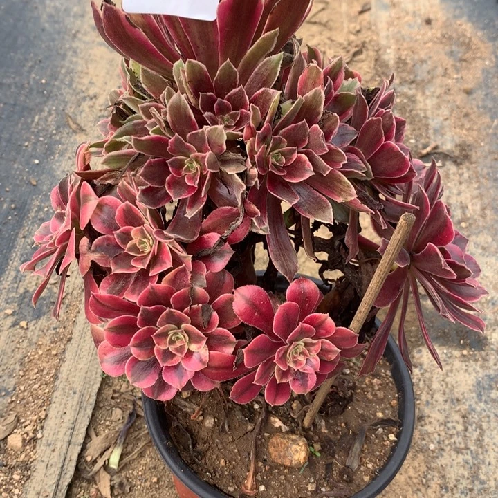 142金丝雀多肉植物特价