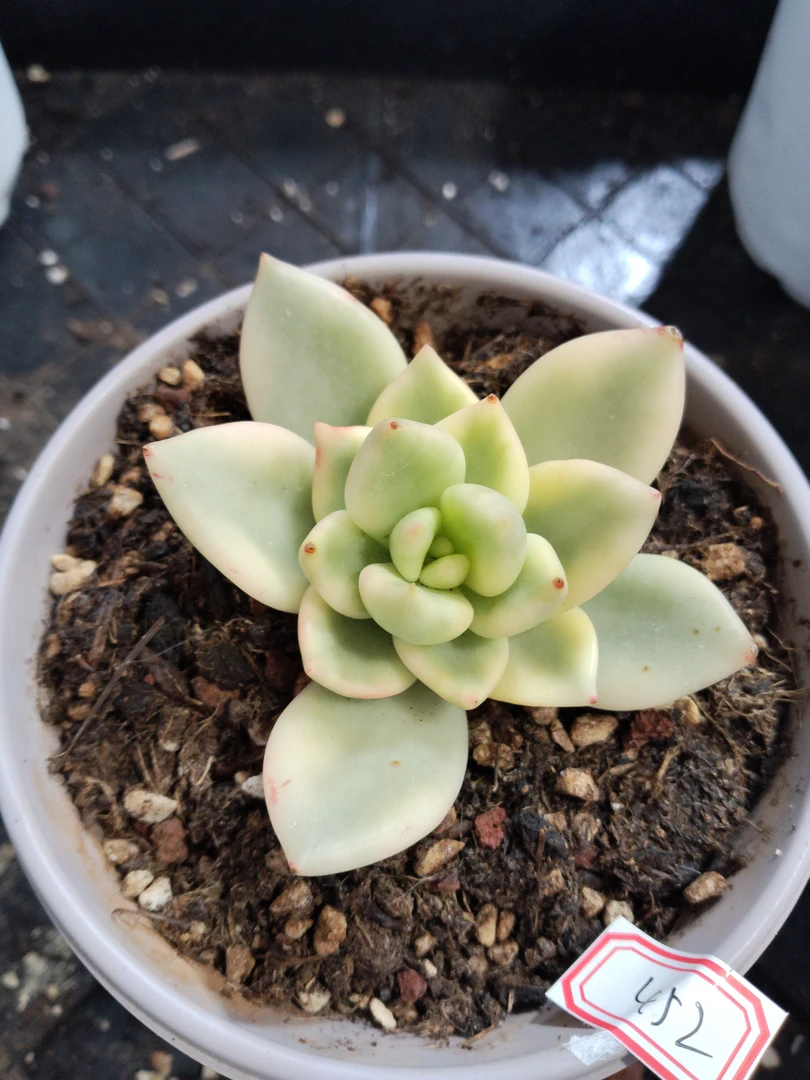 非偏远18包邮  一物一拍  11厘米盆 A452祝之松锦