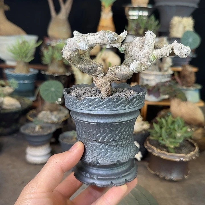 一物一拍黑皮月界680